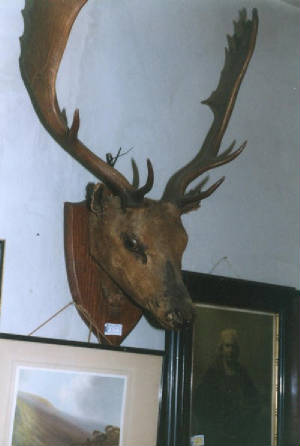 A stag's head